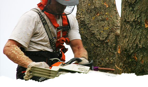 Træfældning og fældning af vanskelige træer i Skagen